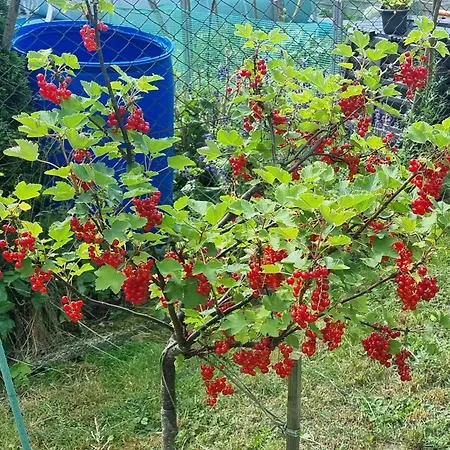 U Barbasi Casa vacanze *