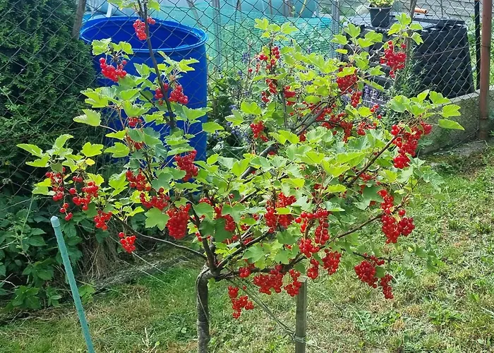 U Barbasi - 7 Dni W Dobrej Cenie ! بيت للعطل *